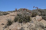 Tillandsia latifolia Nazca to San Juan de Marcona GPS193 Peru_Chile 2014_0347.jpg